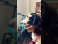 POV your dog got a glow up #foryou #dance #Preppy #GlowUp#EnglishCockerSpaniel #Dog #cute #puppy ￼￼