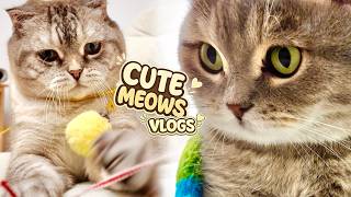 Cute Cat's MEOW Stories 😹 🐾✨Play Fun with REAL Kitten's 🐾 Lazy Cat Games! Cozy Evening Routine #33 screenshot 5