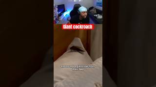 Their Vacation Ruined By A Giant Roach In Our Hotel Room
