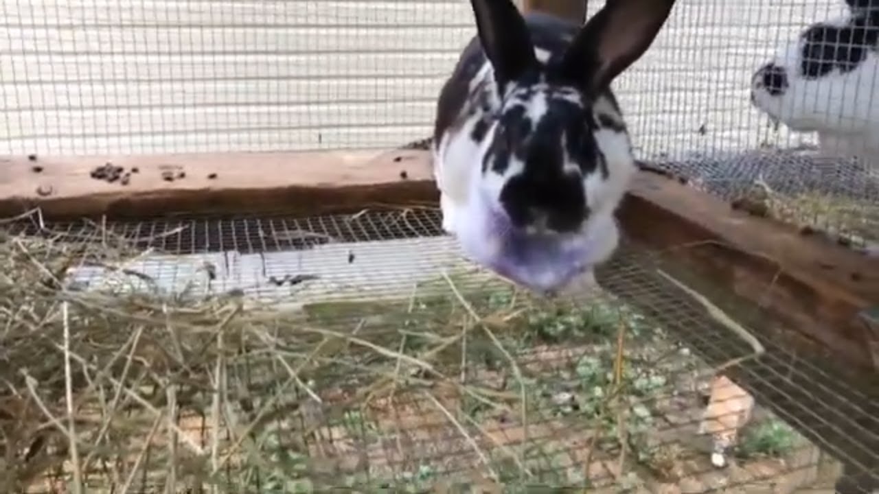 Tusked Rabbit RABBIT TUSKS AND WHAT TO DO WHEN THEIR TEETH GET TOO LONG! - YouTube