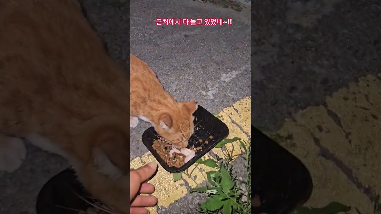 우리 길냥이들 #복순이 #까망이 #휴무 #부산강서구