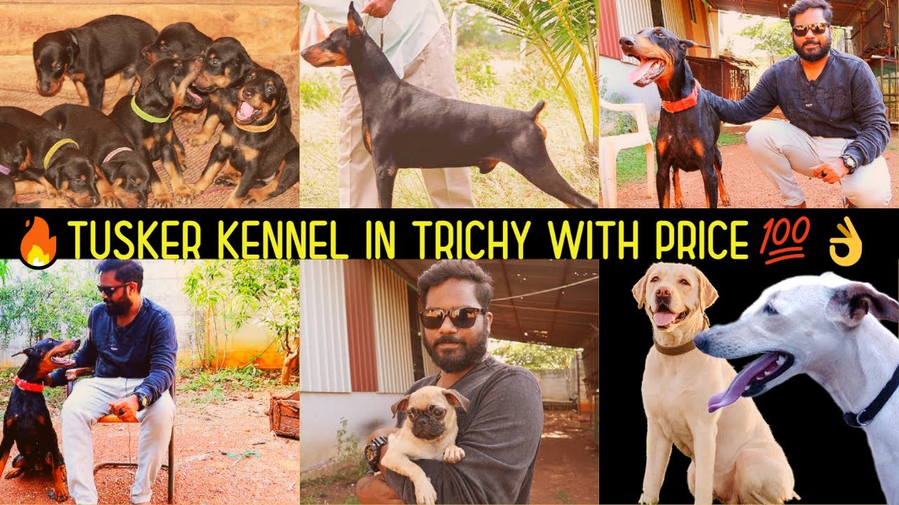 DOG KENNEL IN TRICHY WITH PRICE💯 LOW PRICE DOG TAMIL YouTube