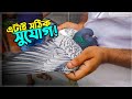 এই ধরণের কবুতর পালন করে মাসে আয় করুন ১৫০০০ টাকা!