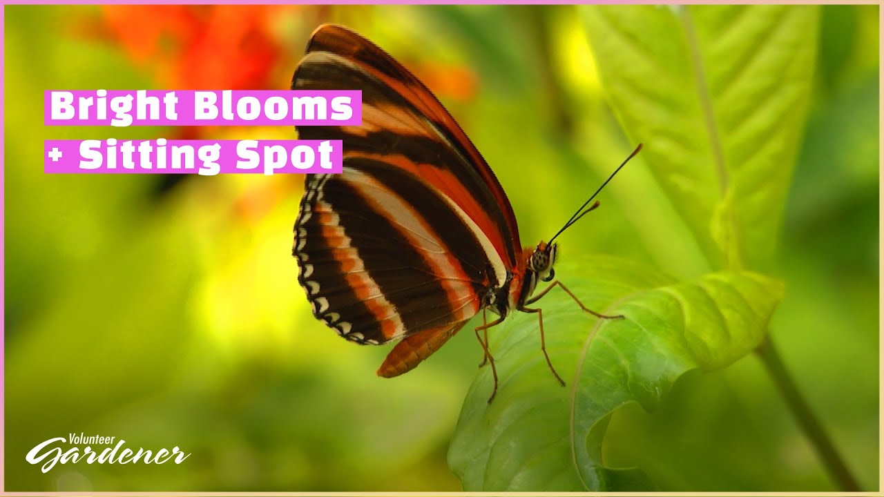 Butterfly Garden | Volunteer Gardener
