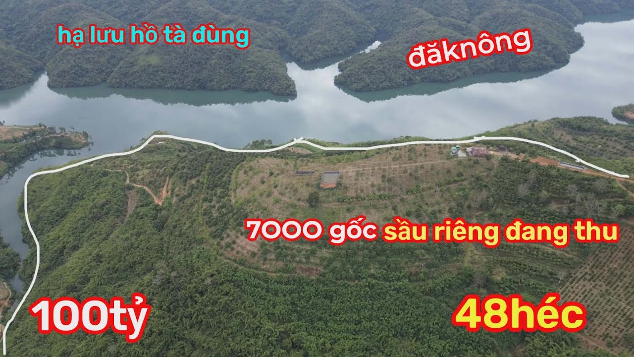 Bán 48 HÉC Đất Vườn Sầu Riêng đang thu mạnh năm thứ 9,ở hạ lưu Tà Đùng,giáp mặt hồ tuyệt đẹp, 1OO TỶ