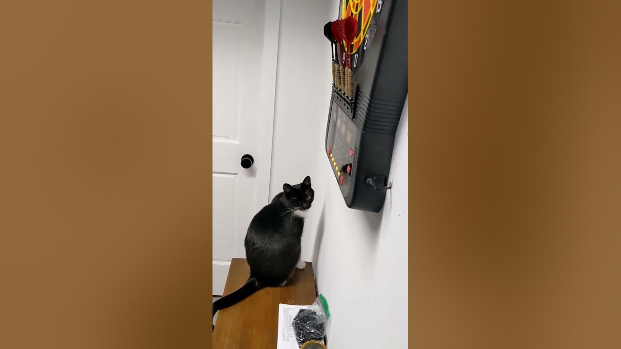 meowpurrs wants to play darts tonight - YouTube