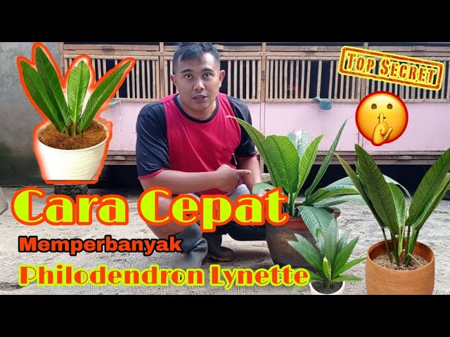 RAHASIA CARA CEPAT MEMPERBANYAK TANAMAN HIAS PHILODENDRON LYNETTE | GAMPANG  GUYS! - YouTube