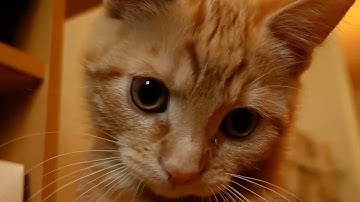 Dancing Fish Catnip Kicker Toy - Dancing Fish Video