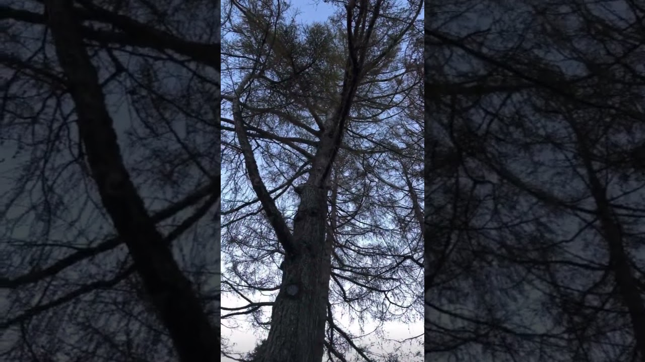 Healing sounds from Tuis & other 🐦‍⬛ 