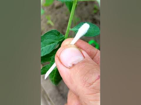 БЕСПЛАТНЫЙ КАПЕЛЬНЫЙ ПОЛИВ ИЗ ПЛАСТИКОВОЙ БУТЫЛКИ / БУТЫЛОЧНО-КАПЕЛЬНЫЙ ...