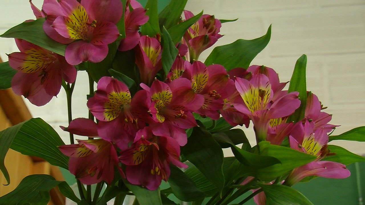 Cómo cultivar Alstromerias bajo invernadero - TvAgro por Juan Gonzalo Angel