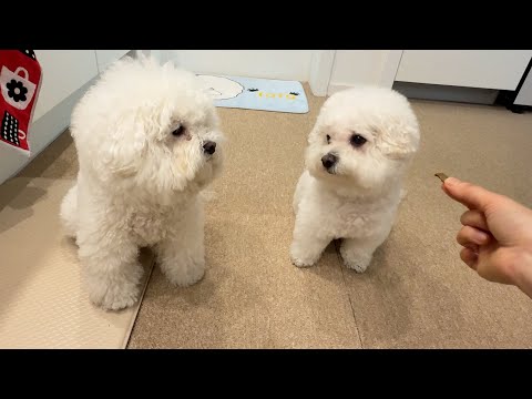 My Genius Dog Can Translate Dog Language