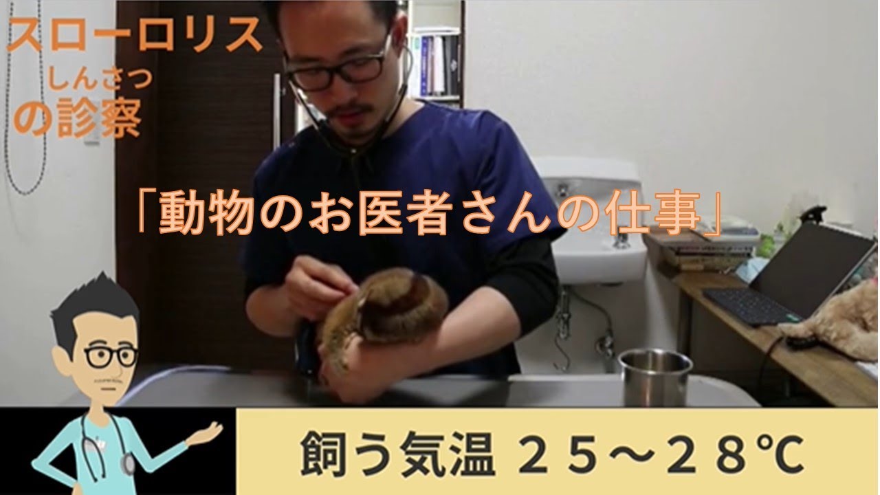 動物のお医者さんのお仕事 スローロリス編 未来ｍａｘ教育 Youtube