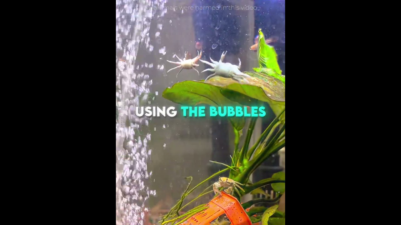 This Crab Got ADDICATED to the Bubble Ride 🦀😂 #usa