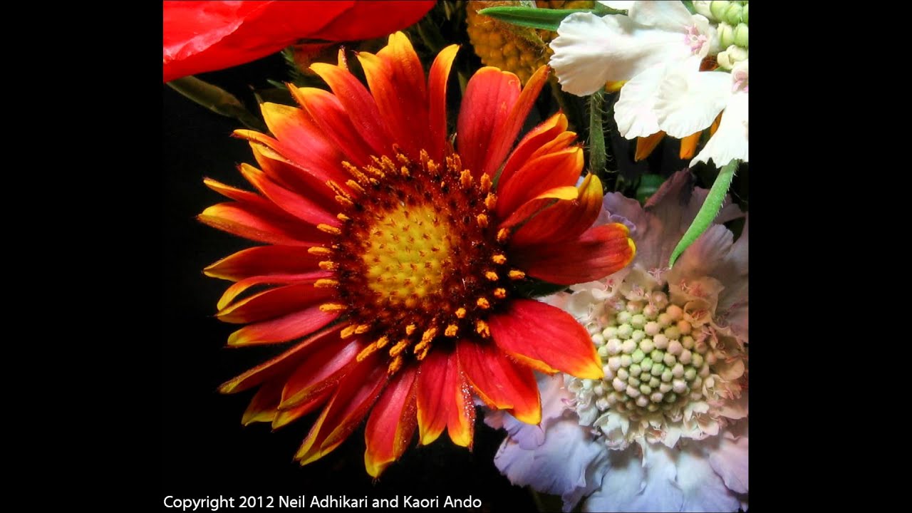 Gaillardia Flower Anthers Time-lapse