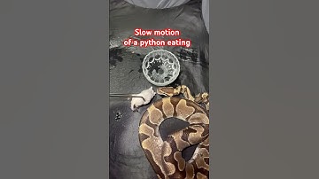 Python eating in slow motion #ballpython #reptiles #pets #python #snake