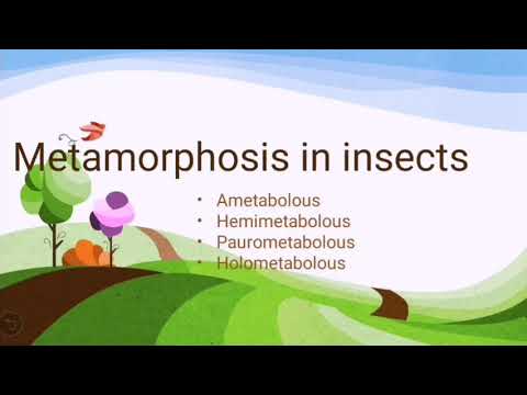 Video: Wat is een hemimetabool insect?