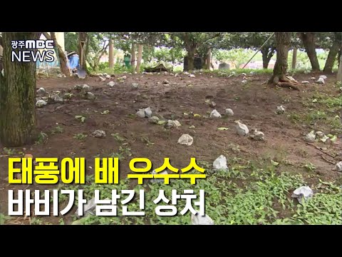 떨어지고 뽑히고..태풍 피해 (뉴스데스크 2020.8.27)