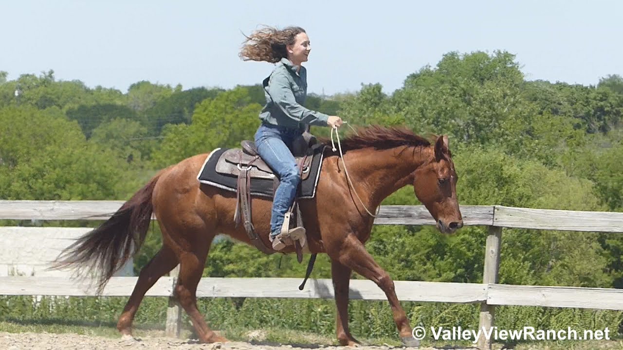 Gangsters Whiz Chic bridleless jog, lope, lead changes, spins