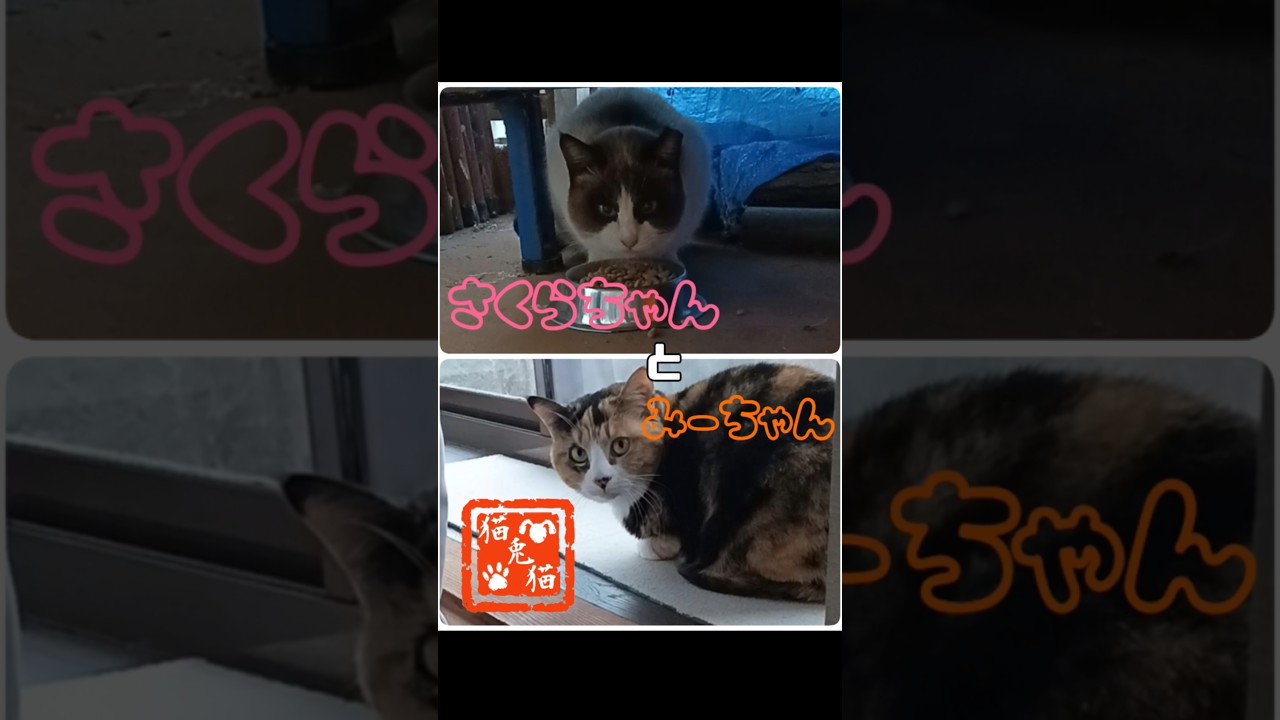 猫兎猫ちゃんねる-にゃんとにゃん-nyan to nyan- その58 - あんず