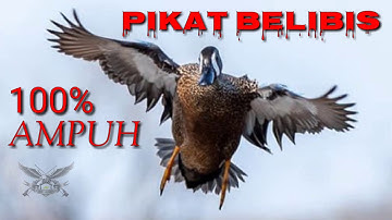 SUARA BELIBIS super AMPUH 100%