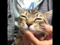 【保護猫75日目】顔の丸いネコ #Shorts