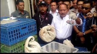 Trenggiling Senilai Rp 18,4 Miliar Diamankan Mabes