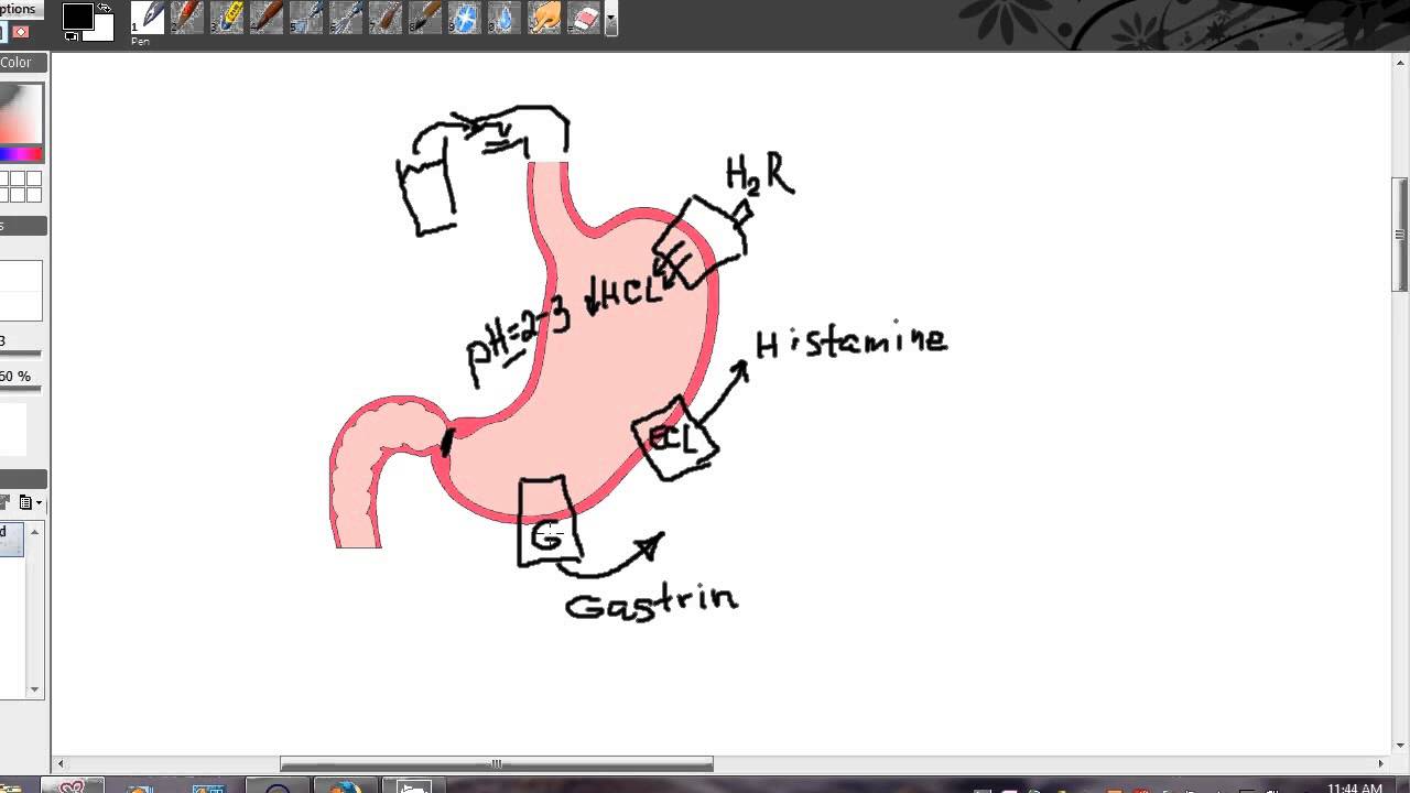 Cancer. Carcinoid Tumors. Risk increased by Proton pump ...