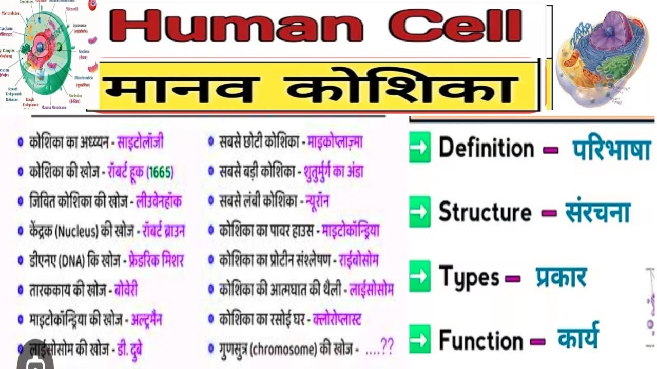 Human Cell |मानव कोशिका |Structure of Cell| Cell The Unit of Life |Cell Organelles 