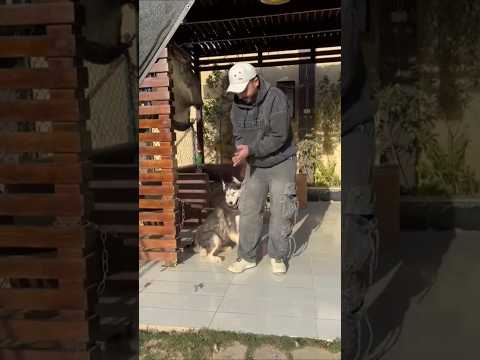 هنجهز العروسه كلاب رحيب   ارقص 