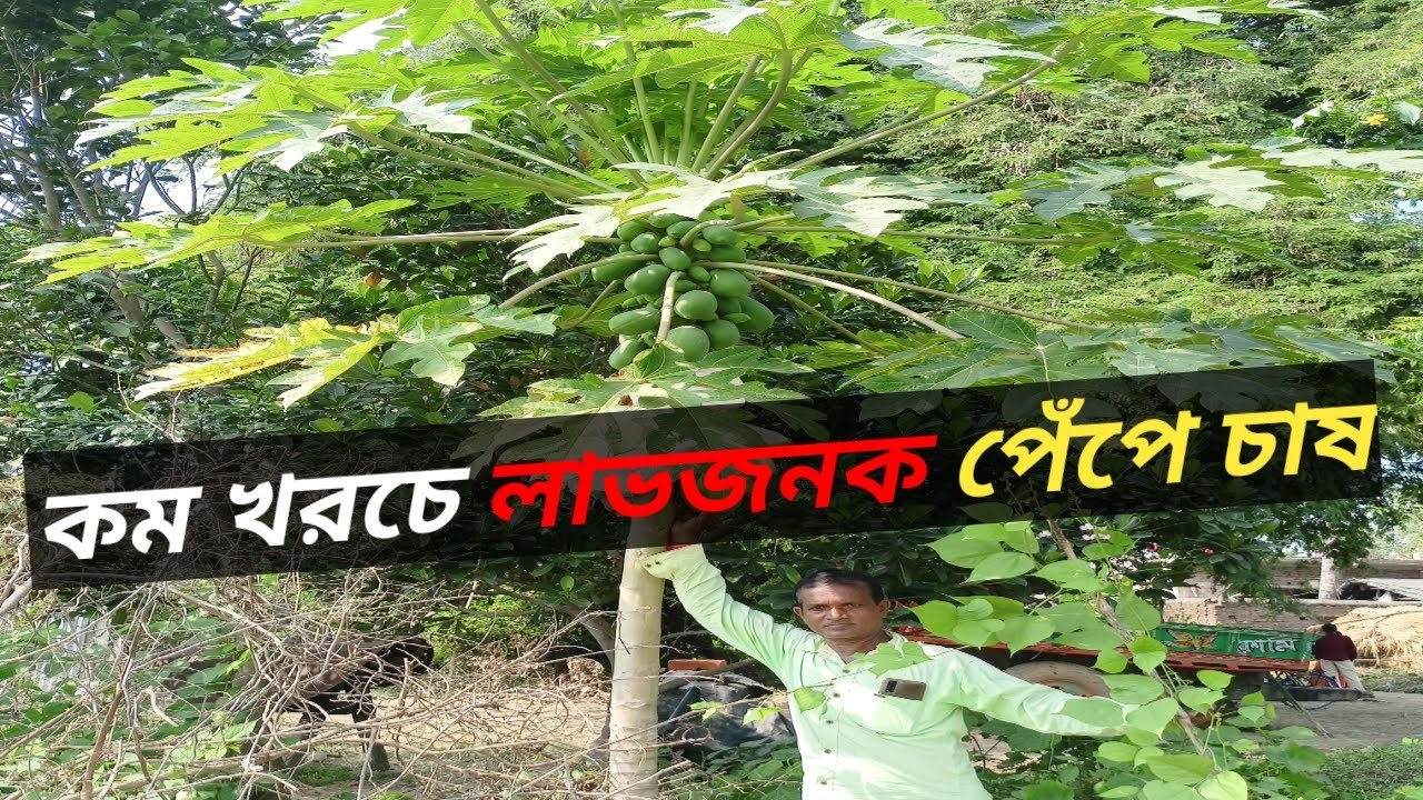 পেঁপে গাছের পরিচর্যা । Papaya Plant Care । Papaya Production Per Tree ...
