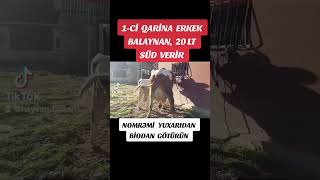 1-Ci Qarina Erkek Balaynan, 20 Lt Süd Verir.    051_070(888-82-81) dana inek