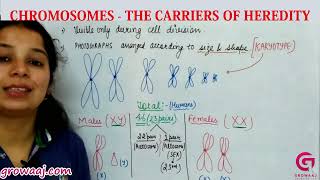 Chromosomes- The Carriers Of Heredity