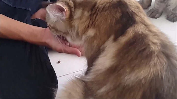 Video 11713671: kucing maine coon