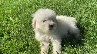 Lily’s F1 standard English cream goldendoodle puppies 8 weeks. Puppy Play time at Abbey Acres by Abbey Acres 571 views 1 year ago 3 minutes, 14 seconds