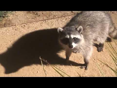 T-pose Racoon With the Imperial March #shorts 