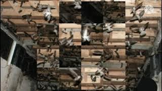 AKAU NGAJI ORGINAL Suara inap legend terbukti & banyak dipakai