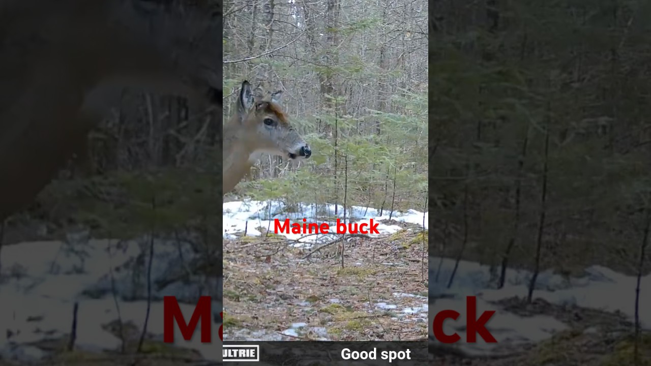 A video still showing a whitetail buck, demonstrating typical Maine deer behavior.