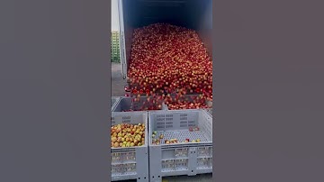 Efficient Unloading: Fresh Fruits and Veggies