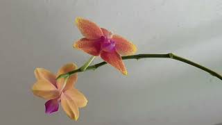 Орхидеи, цветение декабря 2022г.