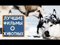 Добрые семейные фильмы о животных