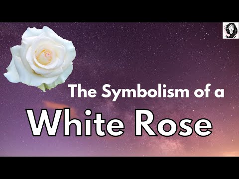 Symbolism Of A White Rose - Rose Color Meanings
