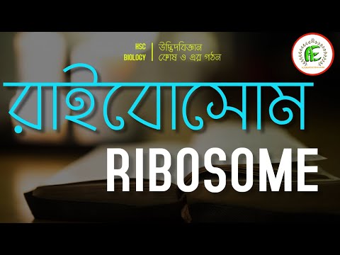 ভিডিও: রাইবোসোম কি একটি অর্গানেল?