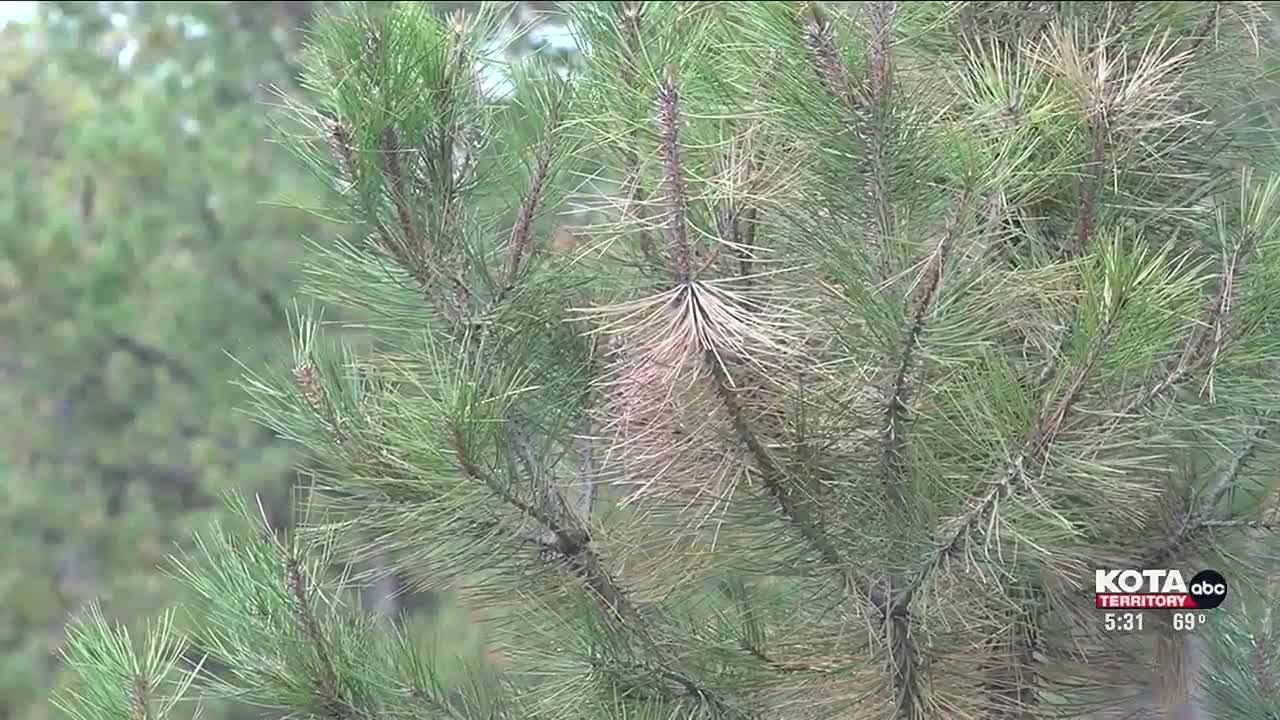 Hail from summer storms caused damage to pine trees in the Black Hills ...