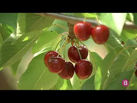 Vídeo: Cultiu De Varietats De Tomàquet Amb Fruits Grans
