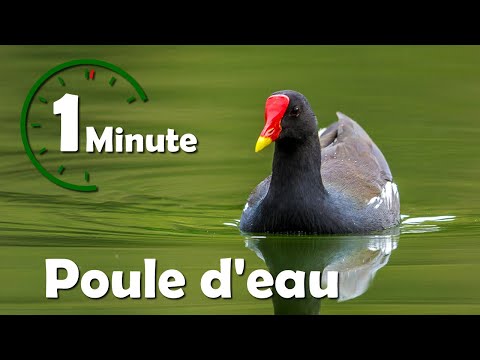 Vidéo: Comment s'appelle une poule d'eau mâle ?