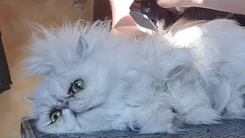 Watch the video about Chinchilla Persian Cat 🐱💖 #persiancat #cat #catlover #catlovers #catgrooming #catvideos #cats #pets