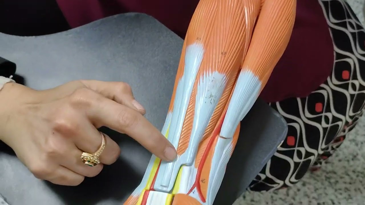شرح عملي لجميع عضلات وأعصاب Forearm د.نهى فوده