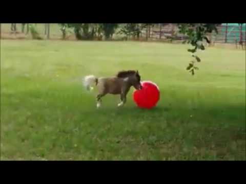 Funny horses playing with ball