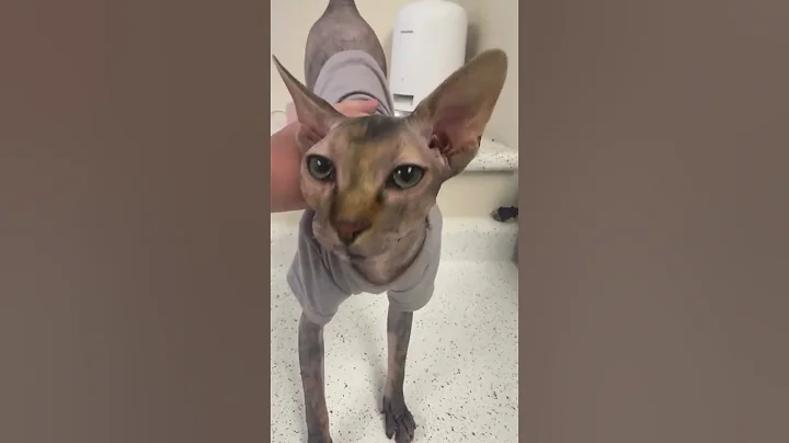 Watch the video about Sphynx cat with a little shirt